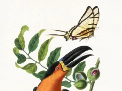 Affiche sur le toucan, d'après une gravure ancienne de 1842.