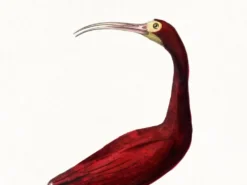 Affiche sur l'ibis écarlate, d'après une gravure ancienne de 1842.