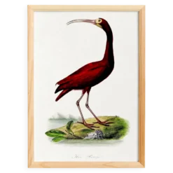 Affiche sur l'ibis écarlate, d'après une gravure ancienne de 1842.