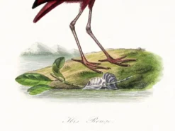 Affiche sur l'ibis écarlate, d'après une gravure ancienne de 1842.