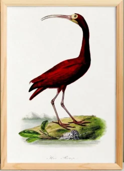 Affiche sur l'ibis écarlate, d'après une gravure ancienne de 1842.