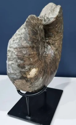 Ammonite géante