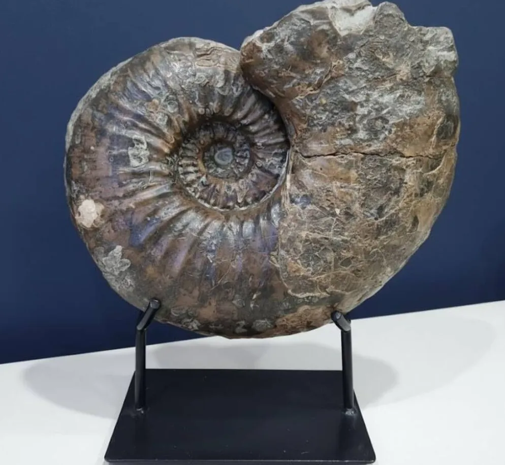 Ammonite géante