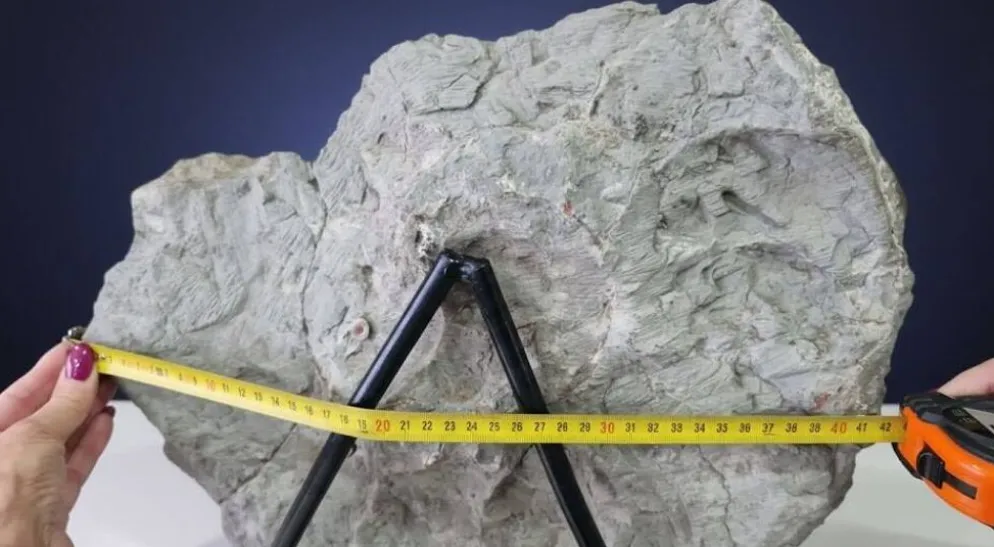 Ammonite géante