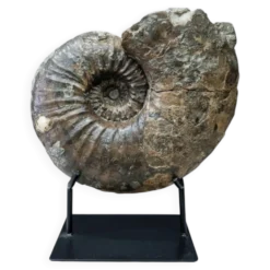 Ammonite géante
