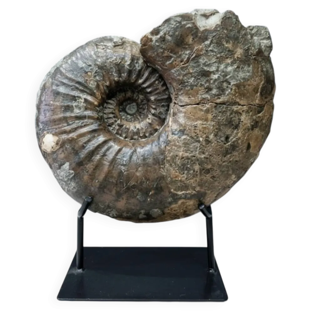 Ammonite géante