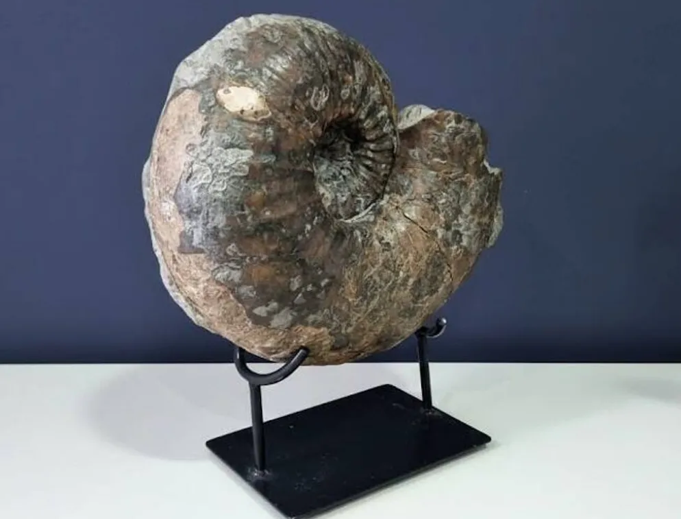 Ammonite géante