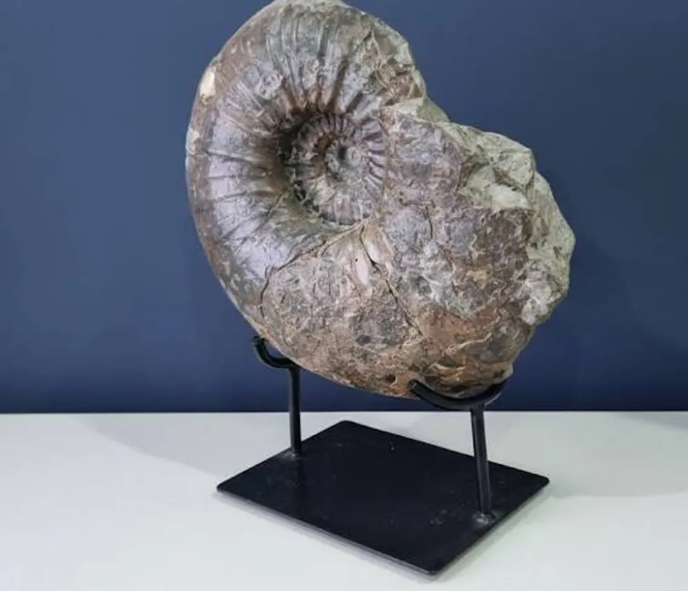 Ammonite géante