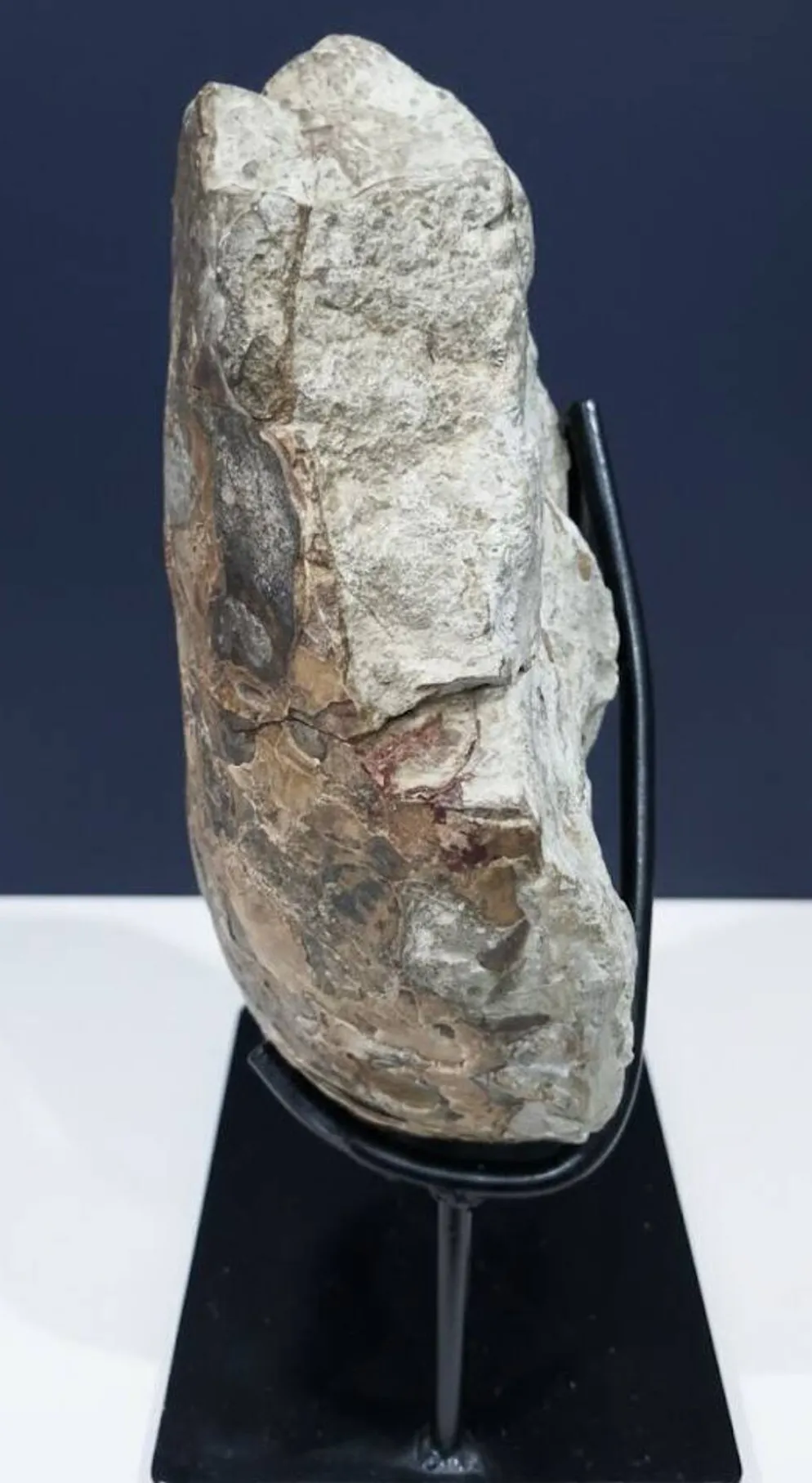 Ammonite géante