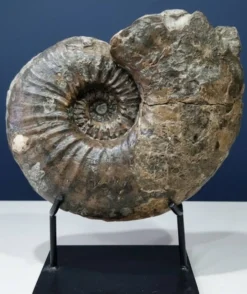 Ammonite géante