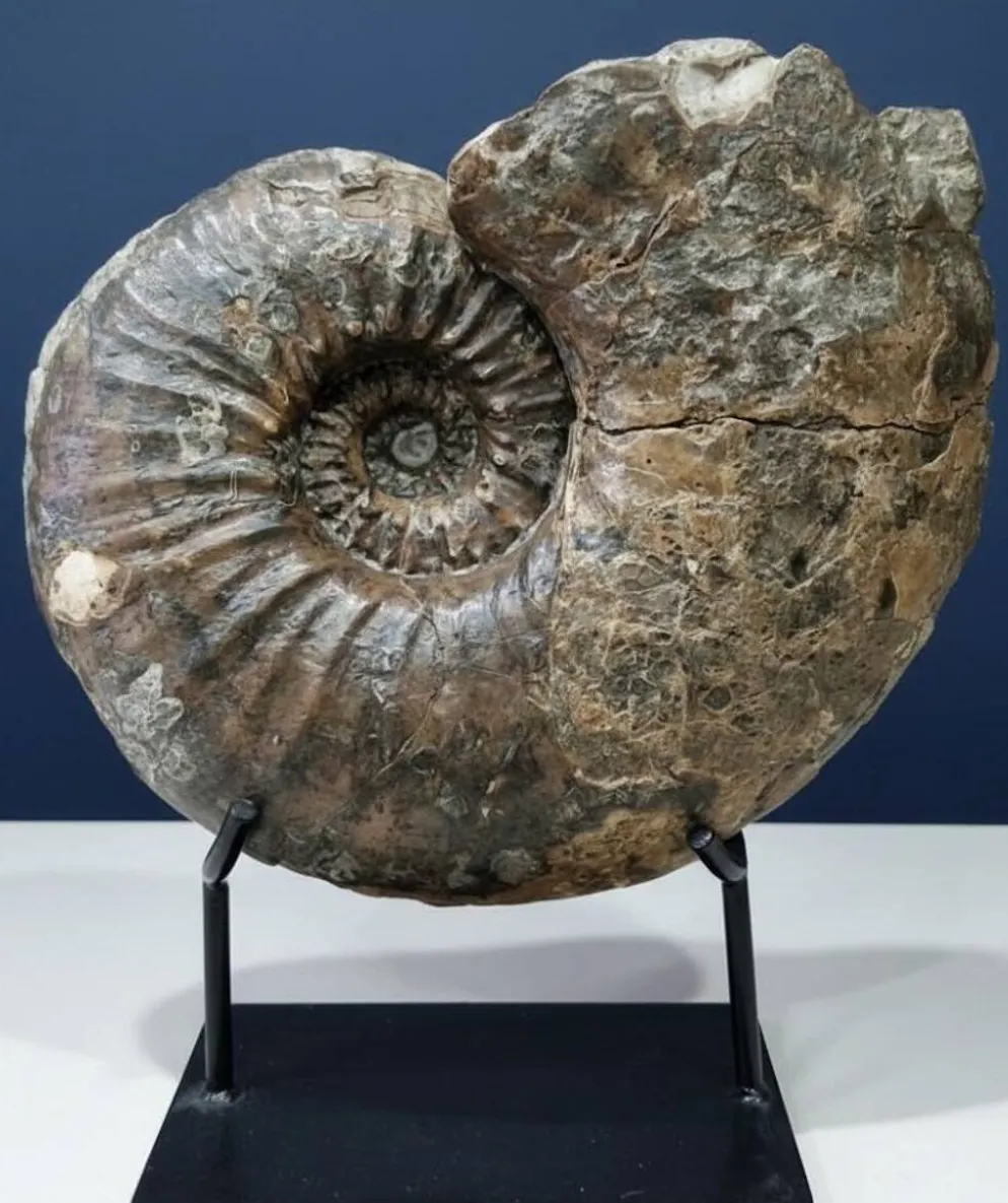 Ammonite géante