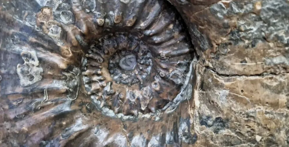 Ammonite géante