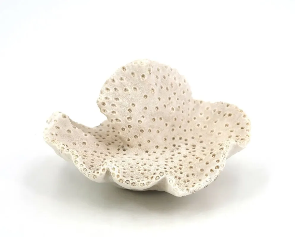 Ancien corail naturel blanc, cabinet de curiosités, années 70