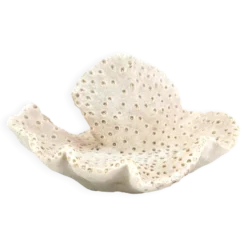 Ancien corail naturel blanc, cabinet de curiosités, années 70
