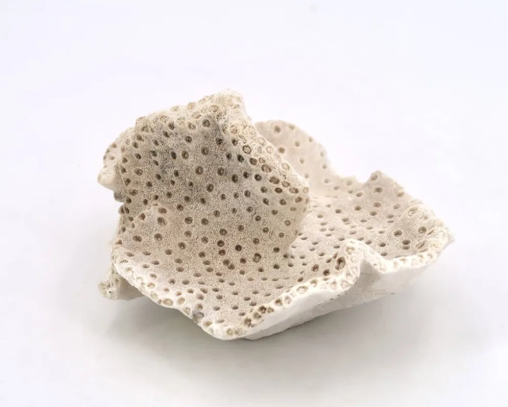 Ancien corail naturel blanc, cabinet de curiosités, années 70