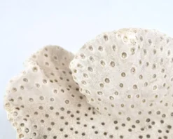 Ancien corail naturel blanc, cabinet de curiosités, années 70