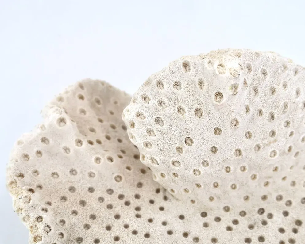 Ancien corail naturel blanc, cabinet de curiosités, années 70