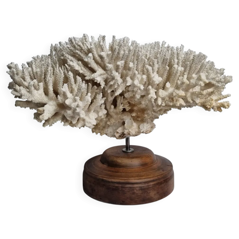Ancien corail naturel blanc sur socle en bois tourné 41 cm
