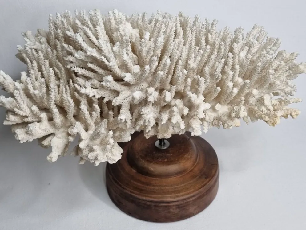 Ancien corail naturel blanc sur socle en bois tourné 41 cm