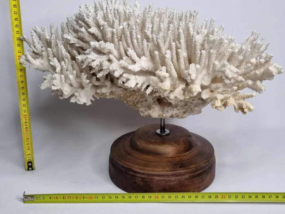 Ancien corail naturel blanc sur socle en bois tourné 41 cm