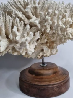 Ancien corail naturel blanc sur socle en bois tourné 41 cm