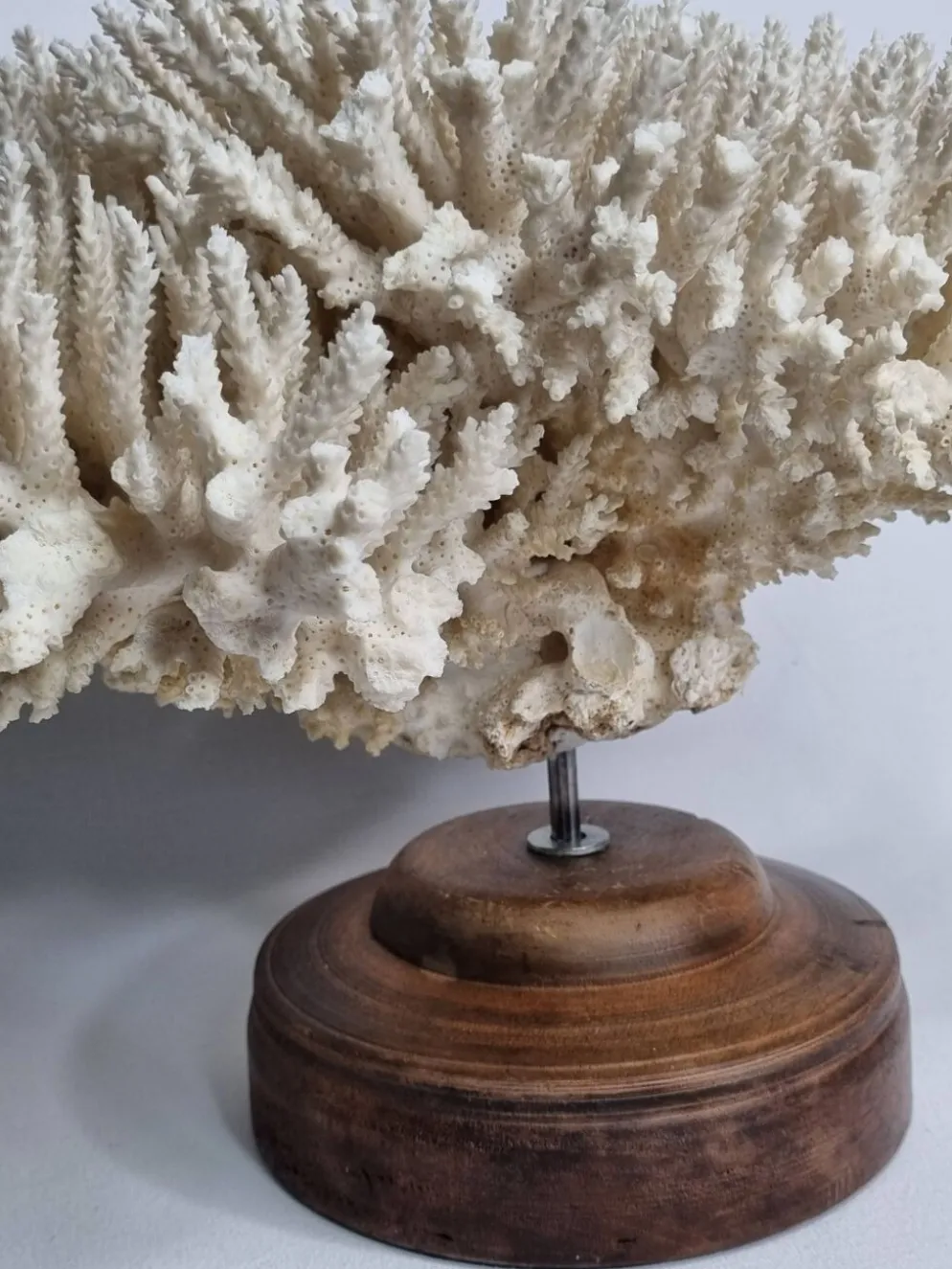 Ancien corail naturel blanc sur socle en bois tourné 41 cm