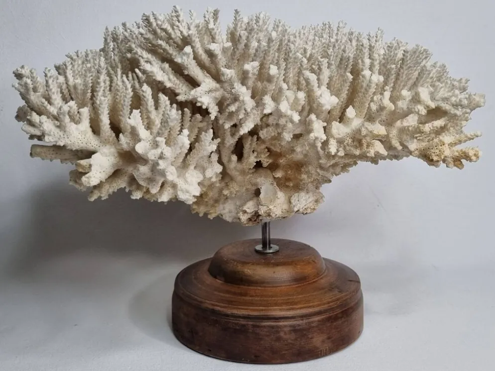 Ancien corail naturel blanc sur socle en bois tourné 41 cm