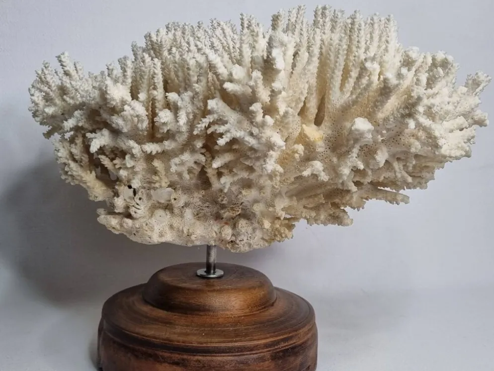 Ancien corail naturel blanc sur socle en bois tourné 41 cm