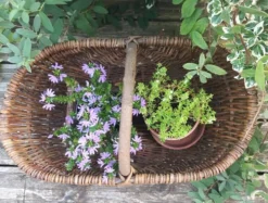 Ancien grand panier bourguignon en osier