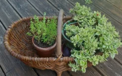 Ancien grand panier bourguignon en osier