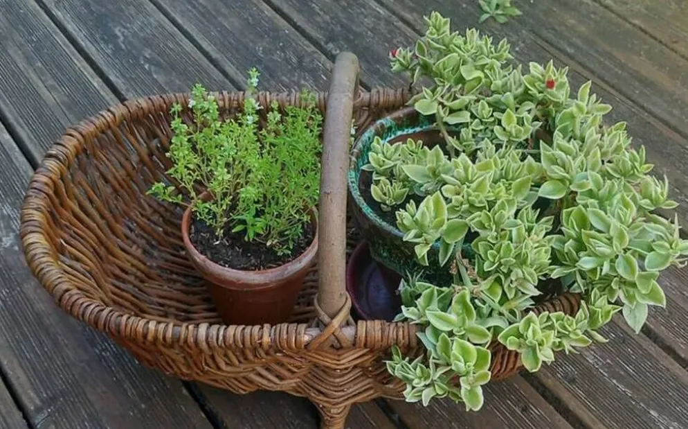 Ancien grand panier bourguignon en osier