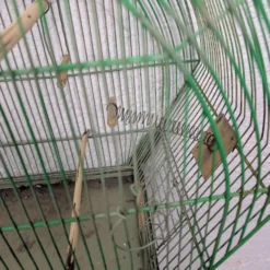 Ancienne Cage à Oiseau Verte
