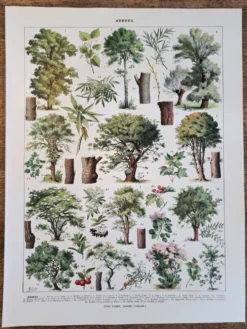 Ancienne planche botanique « Arbres » – illustration naturaliste