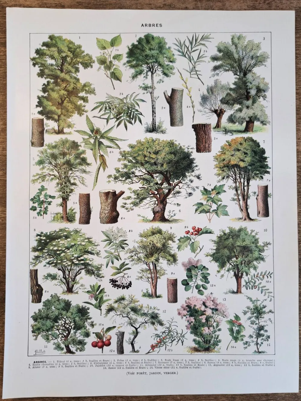 Ancienne planche botanique « Arbres » – illustration naturaliste