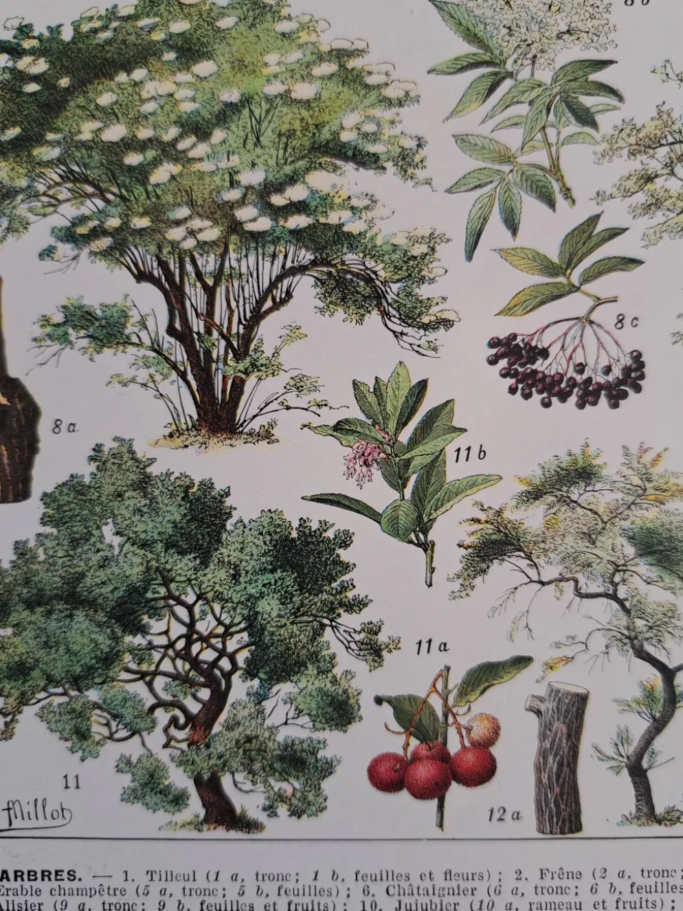 Ancienne planche botanique « Arbres » – illustration naturaliste
