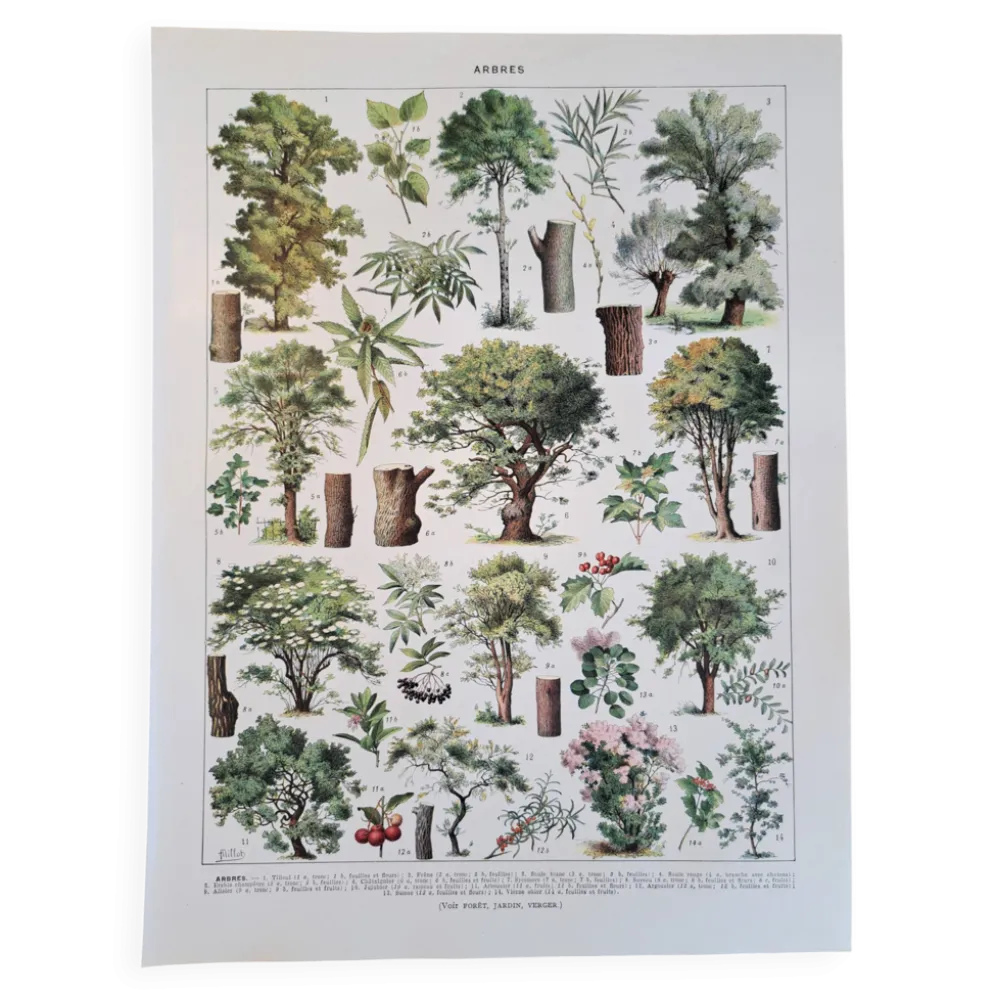 Ancienne planche botanique « Arbres » – illustration naturaliste