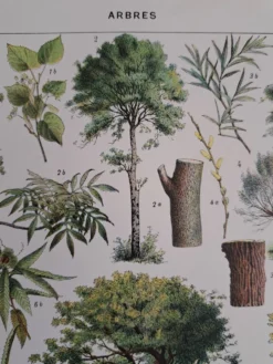 Ancienne planche botanique « Arbres » – illustration naturaliste