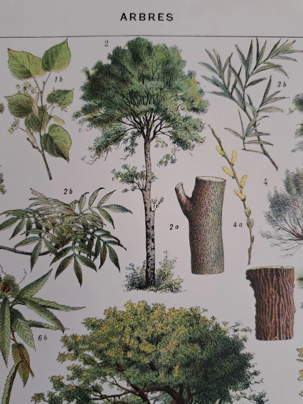 Ancienne planche botanique « Arbres » – illustration naturaliste