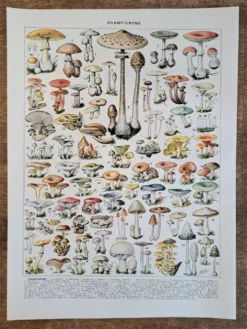 Ancienne planche botanique champignons, 1930