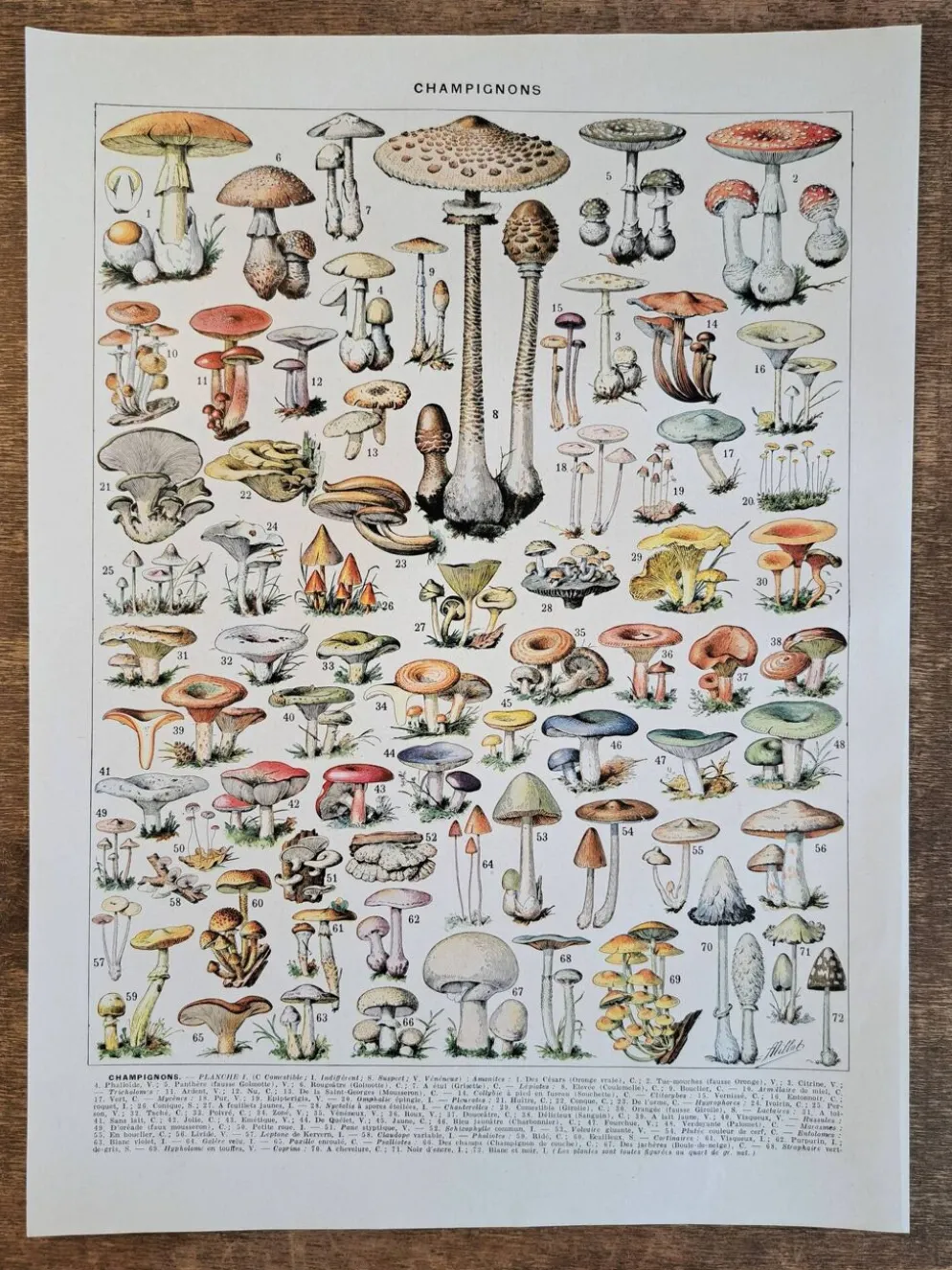 Ancienne planche botanique champignons, 1930