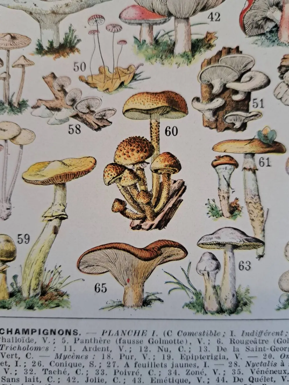 Ancienne planche botanique champignons, 1930