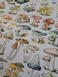 Ancienne planche botanique champignons, 1930