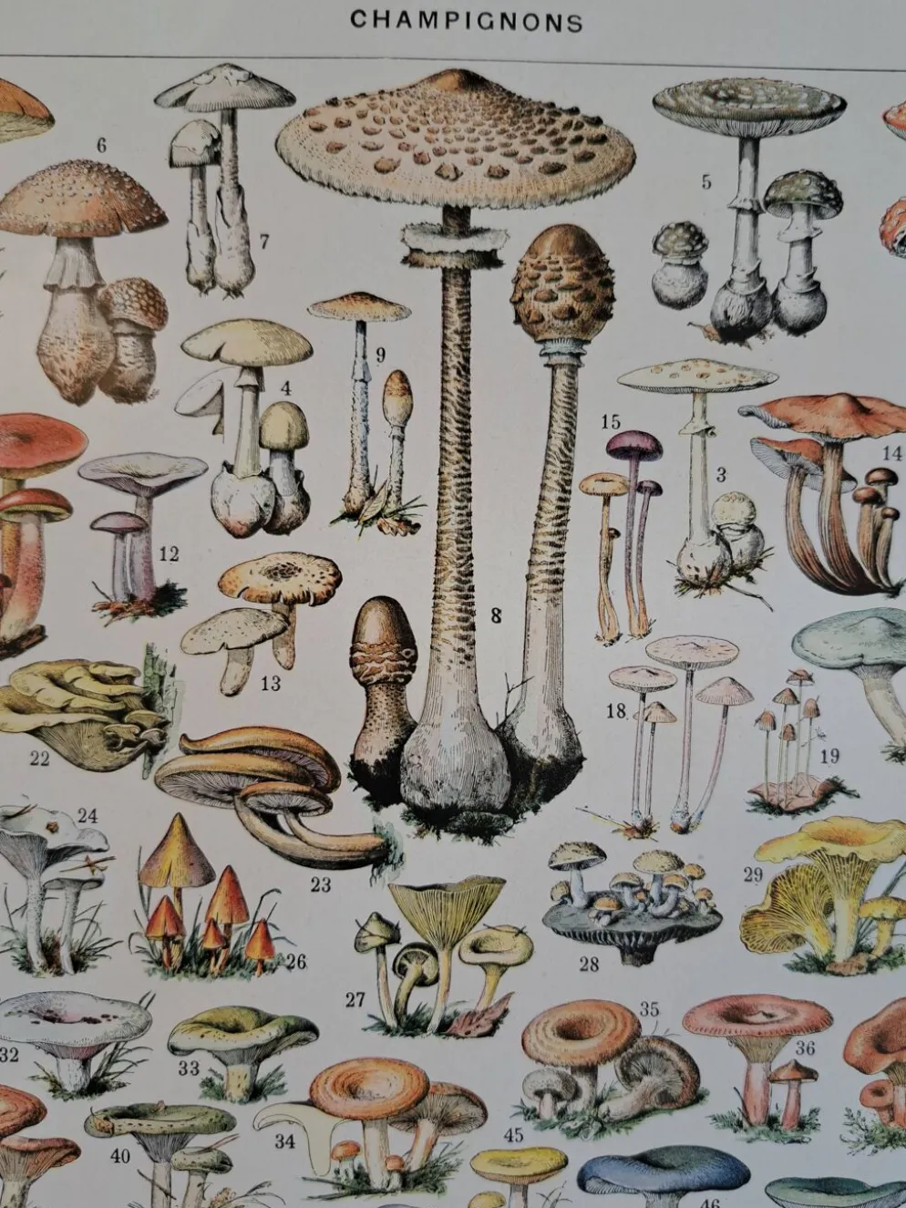 Ancienne planche botanique champignons, 1930