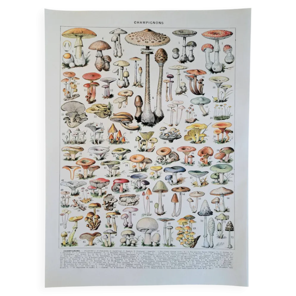 Ancienne planche botanique champignons, 1930
