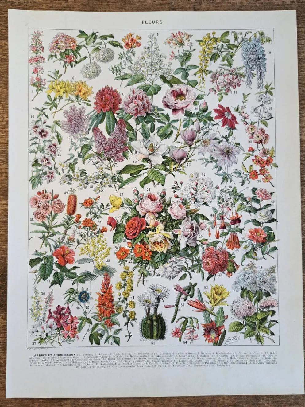 Ancienne planche botanique « Fleurs – Arbres et arbisseaux » – 1930