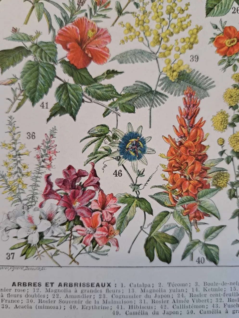 Ancienne planche botanique « Fleurs – Arbres et arbisseaux » – 1930