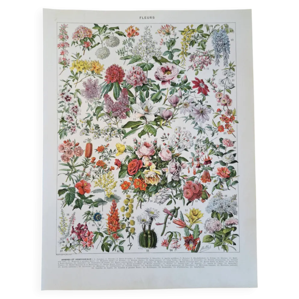 Ancienne planche botanique « Fleurs – Arbres et arbisseaux » – 1930