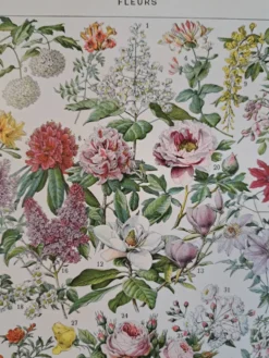Ancienne planche botanique « Fleurs – Arbres et arbisseaux » – 1930