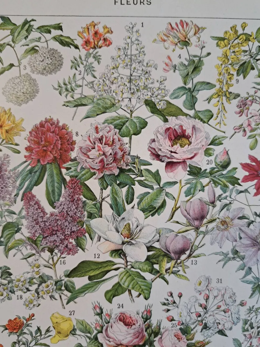 Ancienne planche botanique « Fleurs – Arbres et arbisseaux » – 1930