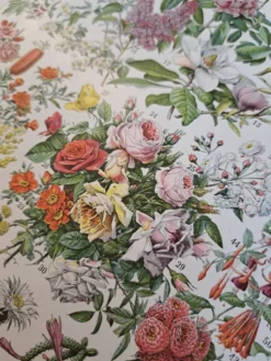 Ancienne planche botanique « Fleurs – Arbres et arbisseaux » – 1930